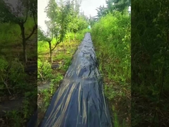 यूवी उच्च पारगम्यता के साथ पीपी काले और हरे खरपतवार नियंत्रण चटाई बुना हुआ रोविंग कृषि