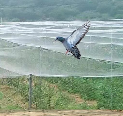40 50 60 मेष 125 ग्राम कृषि ग्रीनहाउस कीटनाशक निवारक जाल स्वीकार्य मुद्रण के साथ