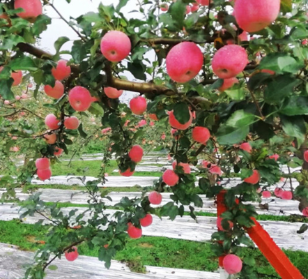 Soft 12mic PE metalized film for apples and grape, fruit reflective film